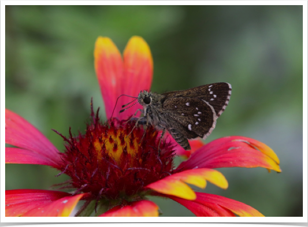 Dotted Roadside-Skipper